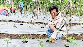 Cobak bertani upload video pembersihan rumput dilubang tanam tanaman cabai tumpang sari/3/