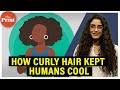 How curly hair evolved to protect brain from overheating & help humans 'stay cool, conserve water'