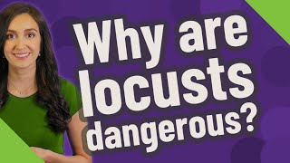 Why are locusts dangerous?