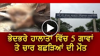 ਭੇਦਭਰੇ ਹਾਲਾਤਾਂ ਵਿੱਚ 5 ਗਾਵਾਂ ਤੇ ਚਾਰ ਬਛੜਿਆਂ ਦੀ Death