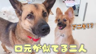 口元が似てる二人　🐶ひみつきちなう！#2🐶  (チワワ トイプードル ミニチュアダックス ミックス犬 アメリカンコッカースパニエル) 2021年4月16日