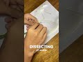 Form 1 Science Project - Flower Dissection