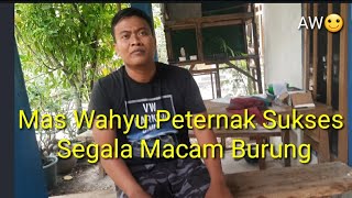 #inspiratif Papa Muda Sukses Menangkar Segala Jenis Burung Kicau Dengan Omset Puluhan JutaPerbulan