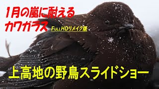 上高地　FullHDリメイク版　１月の嵐に耐えるカワガラス