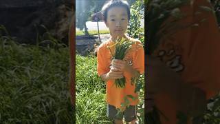 种韭菜，收获韭菜亭子 how to harvest chive flower buds