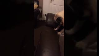 Pug sneezes and gets snot all over the sofa | CONTENTbible