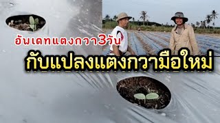 แตงกวา3วันกับเกษตรมือใหม่ | แตงกวา | เกษตรสร้างรายได้ | เกษตรกล้วยๆ