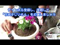 【花】すぐ楽サフィニアの育て方・植え付け