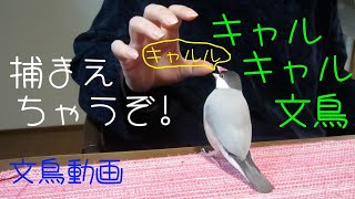 追っかけキャルキャル文鳥　桜文鳥ほーちゃん　文鳥動画