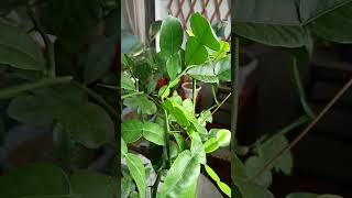 Kaffir lime plant since 2016 #shorts #kaffirlime #balconygardening