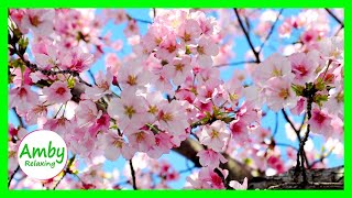 Stunning Cherry Blossoms - Relaxing & Meditation Music - 2 Hours RELAXING MUSIC HD 1080P Screensaver