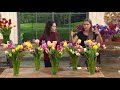 Roberta's 40 piece Dutch Masters Pastel Tulip Collection on QVC