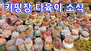 키핑장 다육이 소식 , 오늘도 아픈 다육이 발견!  우량아 엄마 다육이多肉植物  たにくしょくぶつ #다육이를부탁해