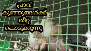 How to pigeons feed a newborn pigeons-പ്രാവ് കുഞ്ഞുങ്ങൾക്ക് തീറ്റ കൊടുക്കുന്നു