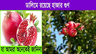 ডালিমের যত গুণ কি আছে ডালিমে # ডালিমের উপকারিতা # ডালিম খাওয়ার নিয়ম