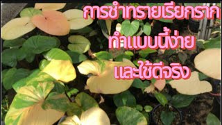 ชำต้นไม้ ชำทรายยังไงได้ผลดีจริง ง่ายงอกจริงงอกไว#บุษราคัม #นาคด่างชมพู#เสน่ห์จันทน์