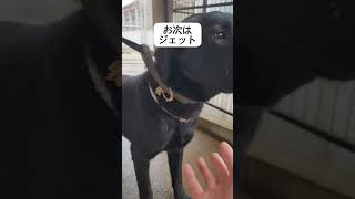 訓練犬の紹介　 #ドッグトレーナー資格 #警察犬訓練士 #犬 #日本訓練士養成学校 #ラブラドールレトリバー #オールドッグセンター