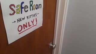 Kitten/Cat Introductions Part 1 - Safe Room Tips