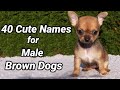 40 Cute Names for Male Brown Dogs| Pet Names for Brown Dogs