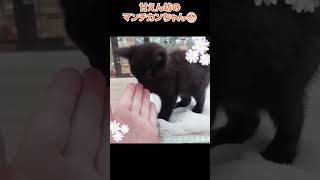 かわいい猫紹介 甘えん坊のマンチカンちゃん😺【横浜ペットショップ ベルドック】#shorts #猫動画 #猫のいる暮らし