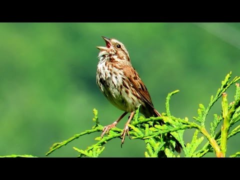 Song Sparrow Singing A Song - YouTube