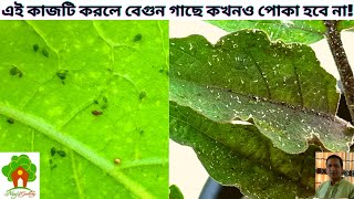 বেগুন গাছের পোকা দমন। পোকার কারণ ও সমাধান। Insects in eggplant/brinjal plants: causes and solutions.