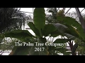 Palm Trees. The Palm Tree Company