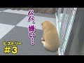 間違いを指摘されて、いじける子犬が可愛い❤