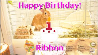 【うさぎ】１歳の誕生日【Rabbit】1st Birthday #27