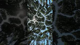 Crown shyness in trees🌳 . Rata forest#rataforest #crownshyness #forest #trees #green #browncony