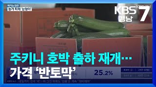 [여기는 진주] 주키니 호박 출하 재개…가격 ‘반토막’ / KBS  2023.04.05.