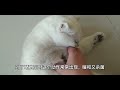 猫咪的睡觉姿势代表什么？今天详解猫咪睡觉姿势解读