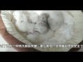 猫咪的睡觉姿势代表什么？今天详解猫咪睡觉姿势解读