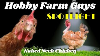 HFG Farm Animal Spotlight: Naked Neck Chicken