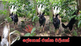 Dog funny thug life Sri Lanka | ලේනෙක් එක්ක වලියක්