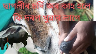 Assam goat fram//ছাগলীৰ চৰ্দি জৰ আৰু কাহ হলে কি কৰিব লাগে / sagolir sordi jor hole ki khuwabo lage 🐐