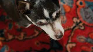 Dobby the dog tripping on cane toads