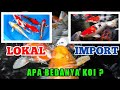 PERBEDAAN IKAN KOI IMPORT DAN LOKAL