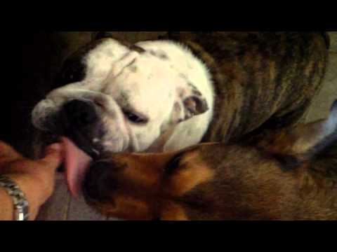Maggie English Bulldog Idiopathic Head Tremors Maggie English Bulldog Idiopathic Head Tremors