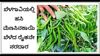 MIRCHI / ಹಸಿಮೆಣಸಿನಕಾಯಿ ಬೆಳೆ/ MENASINAKAAYI / ರೈತಾಪಿ ಕನ್ನಡಿಗ