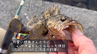 可愛い根魚さんたちに心の洗濯をしてもらう晩秋の三河湾(22.12.03の三河湾の釣果)