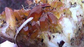 Found Quartz Crystals While Prospecting For Pegmatite - Possible Pegmatite Quartz pocket