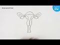 female reproductive system drawing labelled diagram cbse step by step for beginners