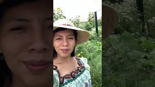 Días de campo en Bejo Guatemala