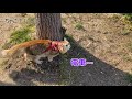 公園をお散歩【ちゃこＴＵＢＥ】サイベリアンの子猫【生後６か月】猫の散歩？！【猫との遊び方】