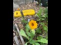 Calendula Plant Profile