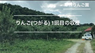 【りんご(つがる)の収穫】今年初の収穫作業/8月某日