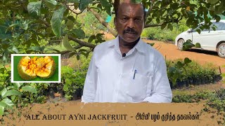 ALL ABOUT AYNI JACKFRUIT - அயினி பழம் குறித்த தகவல்கள்