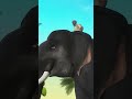 കറുകറുത്തൊരാന | Kids Animation Song Malayalam | Elephant Song | Karukaruthorana #Shorts