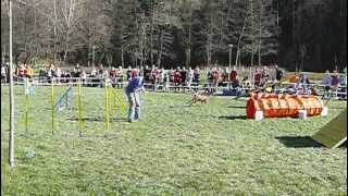 Nílus open agility - Veszprémvölgyi Agility Kupa 2013.04.13.